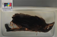 藏品(樹鵲)的圖片